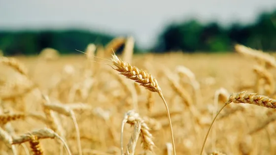 crop