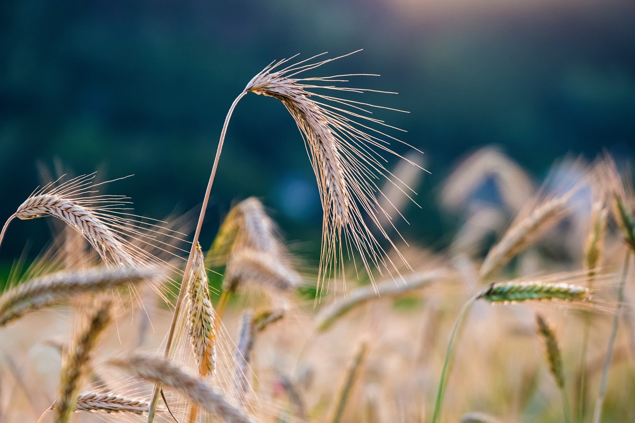 crop
