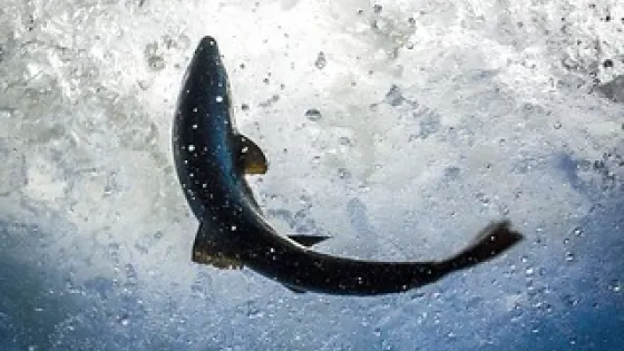 salmon3