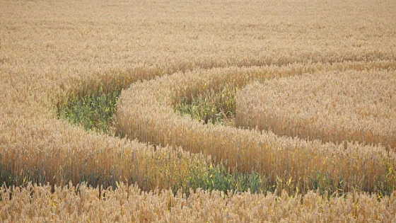 grain