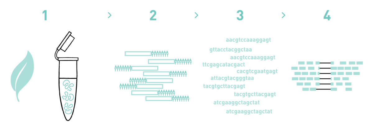 Introduction to RNA-seq Analysis